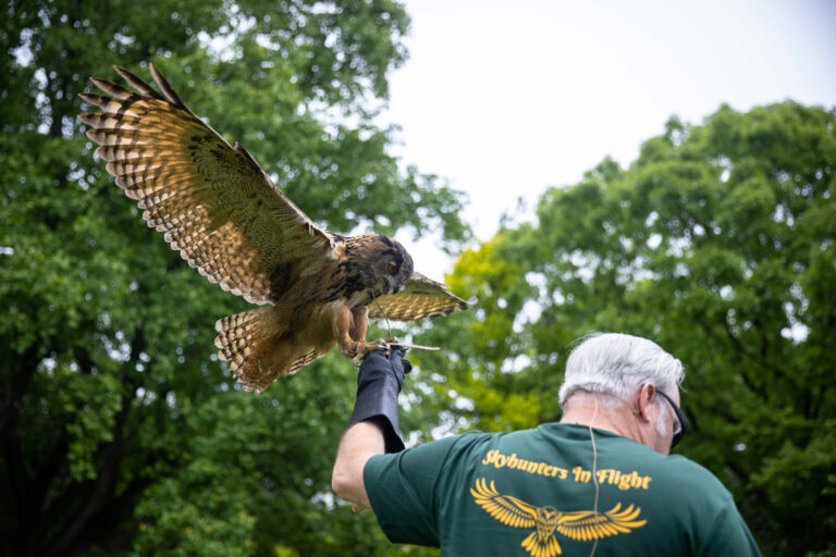 Wave hill Falconry Presentation Skyhunters in Flight credit Dave Sanders